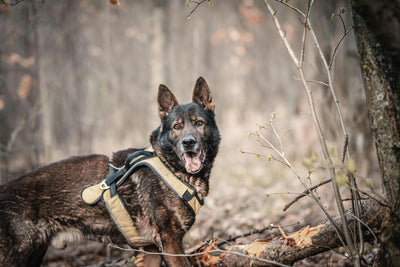 berger allemand noir et brun dans les bois avec un harnais beige. Harnais pour chien qui sert pour la collection de catégorie harnais berger allemand pour boutiquechien