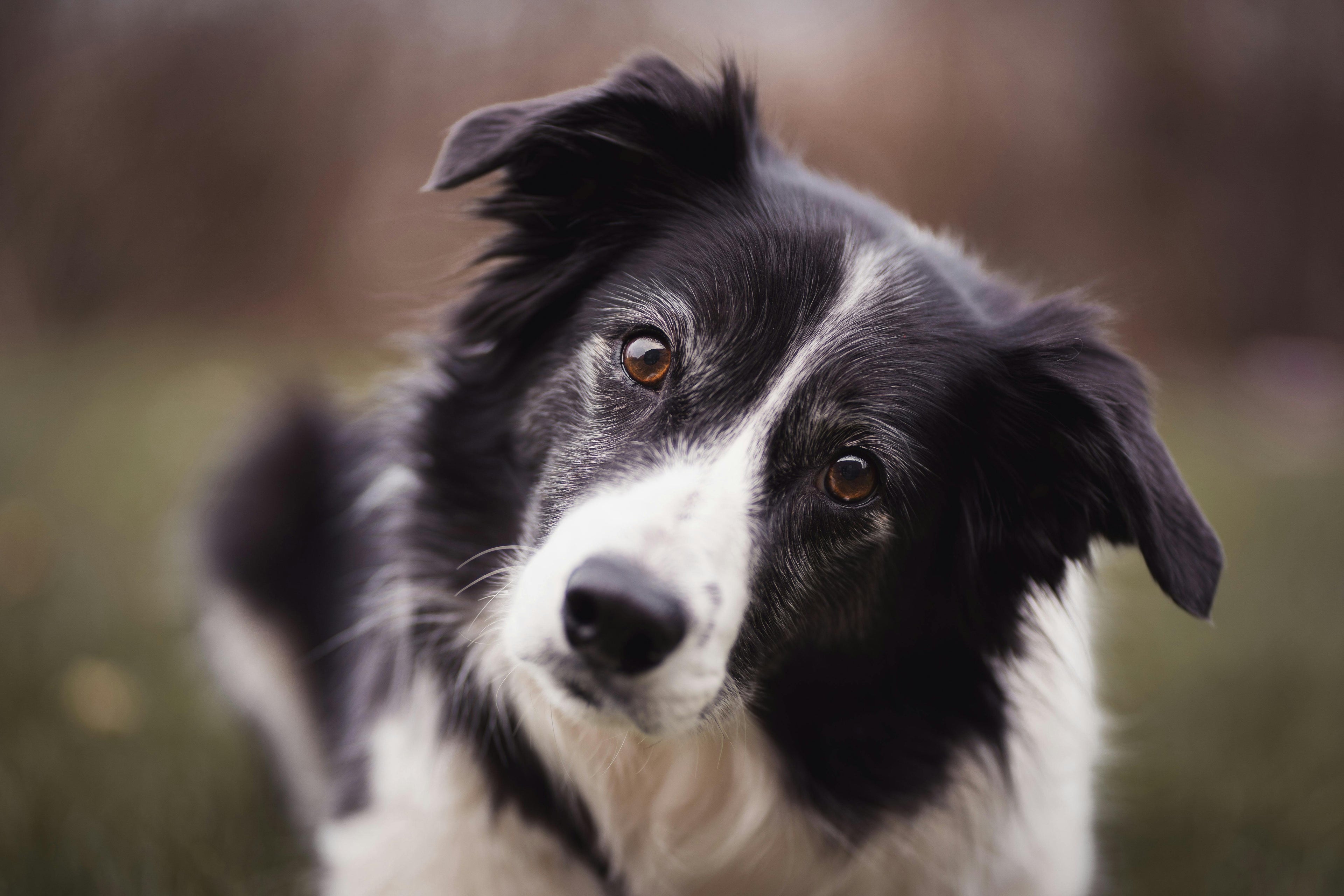 border collie noir et blanc pris en photo de face Image