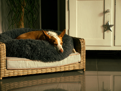 petit chien brun et blanc couché sur un canapé pour chien en osier sur un panier fluffy noir. En fond il y a une commode blanche et une plante verte. Collection canapé pour chien de boutiquechien