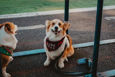 chien assis portant un bandana noir dans la rue. Le chien est blanc et roux. La photo est utilisé pour la collection bandana chien pour boutiquechien
