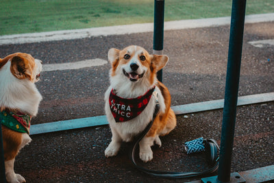 chien assis portant un bandana noir dans la rue. Le chien est blanc et roux. La photo est utilisé pour la collection bandana chien pour boutiquechien