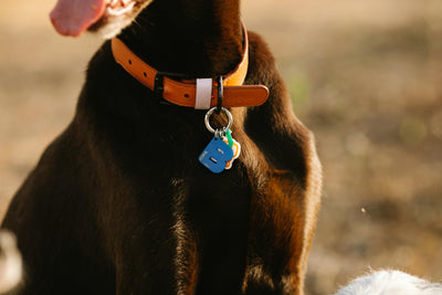 chien de couleur brun assis portant un collier en cuir brun avec un médaillon en forme de B de couleur bleu. Image pour collection collier cuir chien de boutiquechien