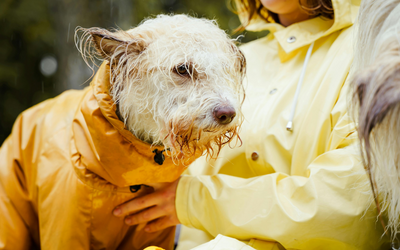 chien avec un imperméable jaune sous la pluie. L'image sert à la collection imperméable chien de la boutique en ligne boutiquechien