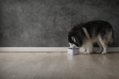 Gros chien noir et blanc buvant dans une grande gamelle d'eau blanche dans un salon de couleur claire. Il y a un parquet blanc et un mur gris en fond. 