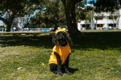 chien assis déguisé en abeille dans son jardin. Le chien est noir avec un déguisement jaune dans un jardin vert. La photo sert pour la collection déguisement chien pour la boutique boutiquechien