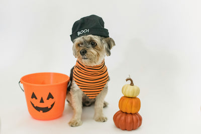 petit chien déguisé pour Halloween habillé en citrouille à côté de petite citrouille et d'un seau en citrouille. Le petit chien est assis sur la photo. La photo sert pour la boutique en ligne boutiquechien