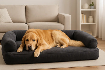 chien beige dormant sur canapé XXL pour chien noir. Il est couché dans son salon de couleur beige avec un canapé et un tapis beige. Image collection canapé pour chien XXL de boutiquechien