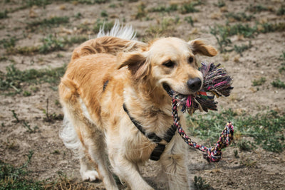 golden retriever Blanc jouant avec son jouet en corde coloré pour chien. image de collection jouet en corde pour chien pour boutiquechien