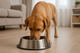 Gamelle en inox pour chien