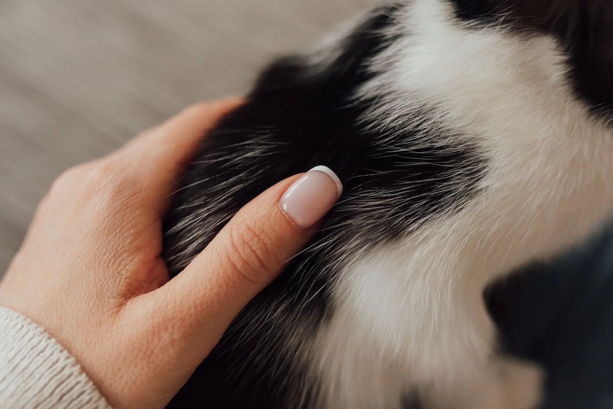 poil de chien de couleur noir et blanc avec une femme caressant le poil Image