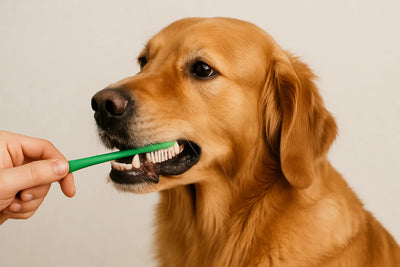 golden retriever brun qui se fait brosser les dents avec une brosse à dent verte. Image pour collection brosse à dent chien de boutiquechien
