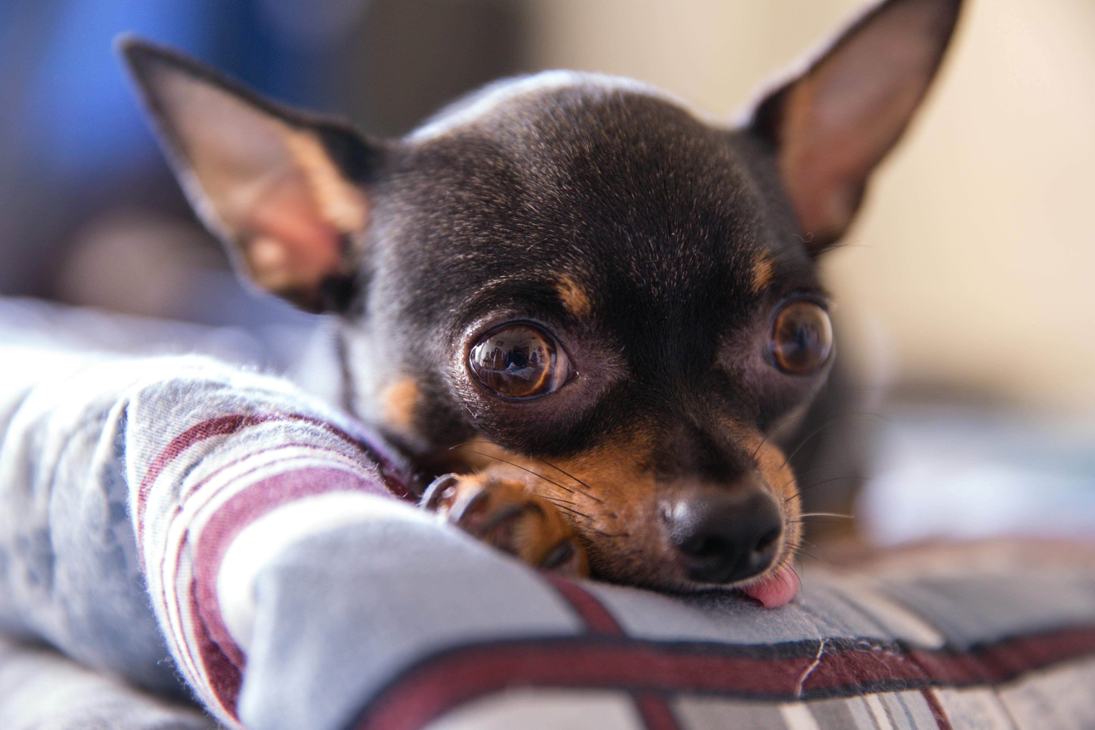 Chihuahua Image