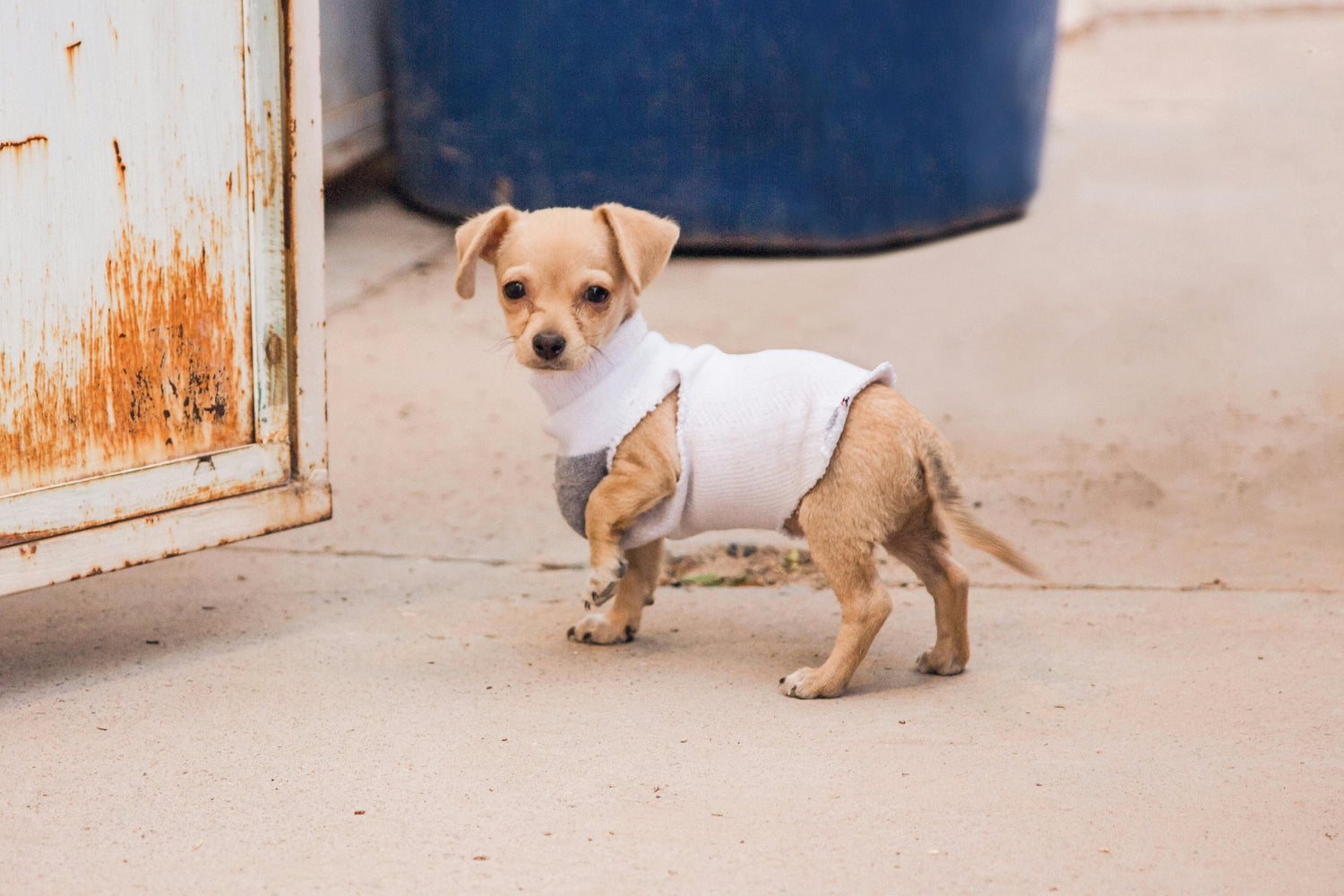 chihuahua avec un manteau blanc qui est dans une rue d'une ville. Il est debout est regarde la caméra. l'image sert pour l'image de la collection manteau chihuahua pour boutiquechien