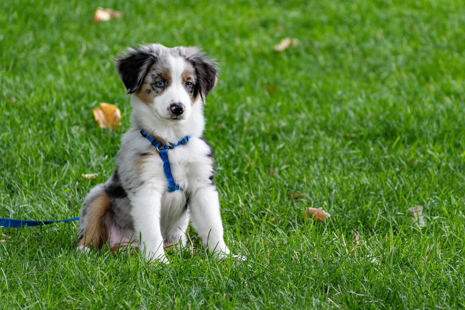 chiot berger australien assis dans l'herbe verte attaché par un harnais pour chiot de couleurs bleu et maintenant par une laisse pour chiot de couleur bleu. image collection laisse pour chiot de boutiquechien