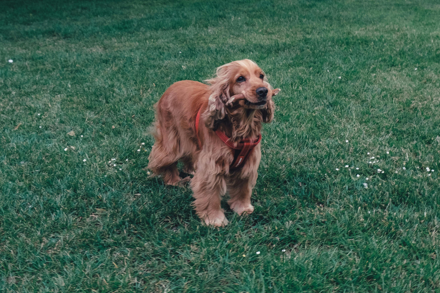 Cocker Anglais roux dans un parc vert