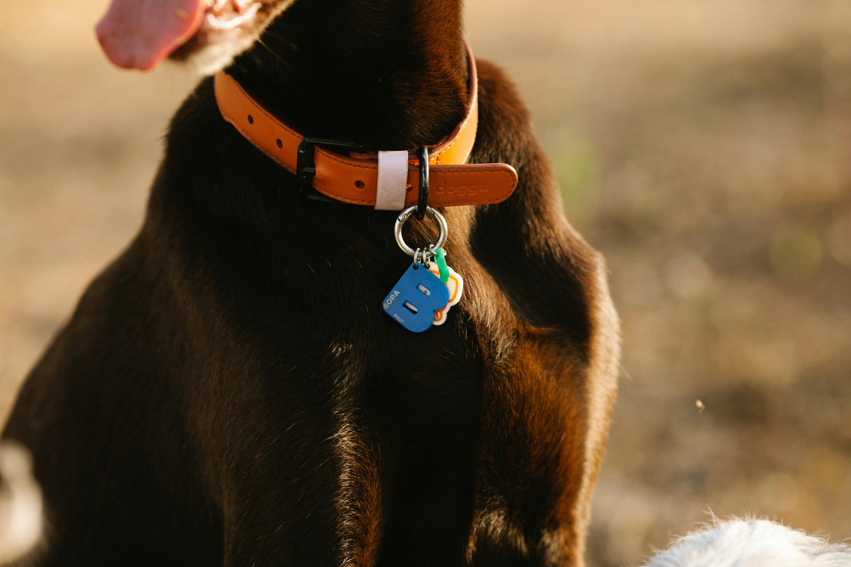 chien de couleur brun assis portant un collier en cuir brun avec un médaillon en forme de B de couleur bleu. Image pour collection collier cuir chien de boutiquechien
