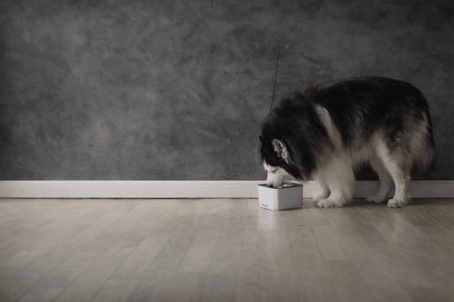 Gros chien noir et blanc buvant dans une grande gamelle d'eau blanche dans un salon de couleur claire. Il y a un parquet blanc et un mur gris en fond.  Image