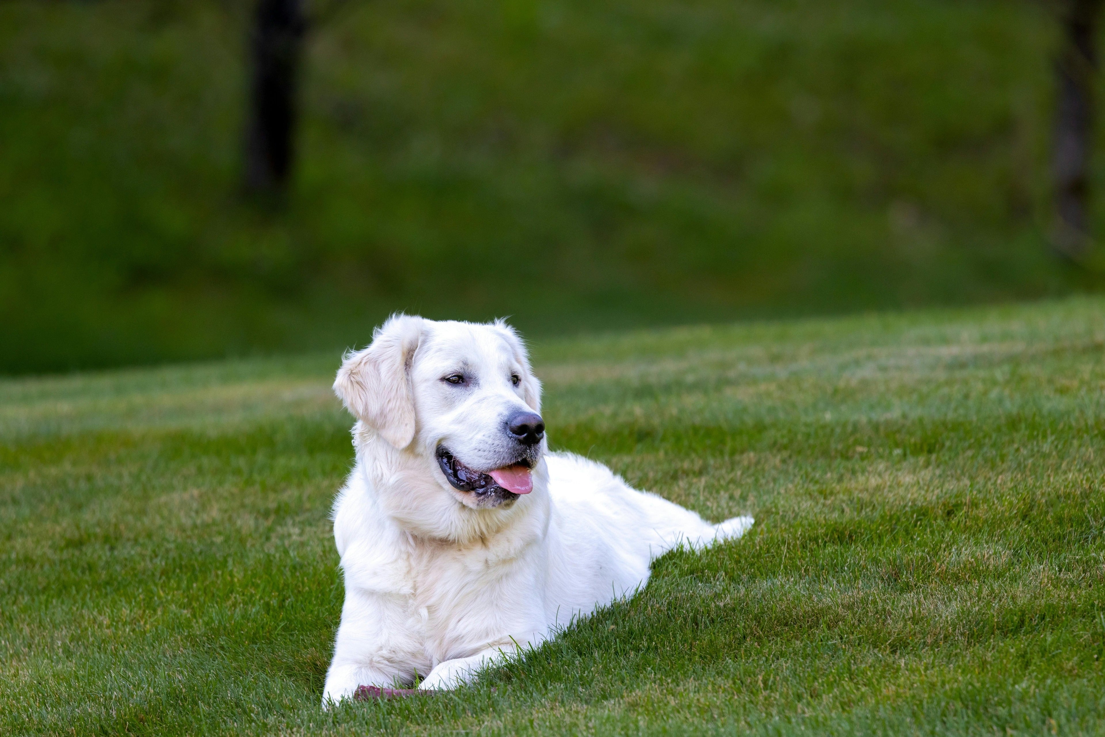 grand golden retriever blanc est couche dans l'herbe verte  Image