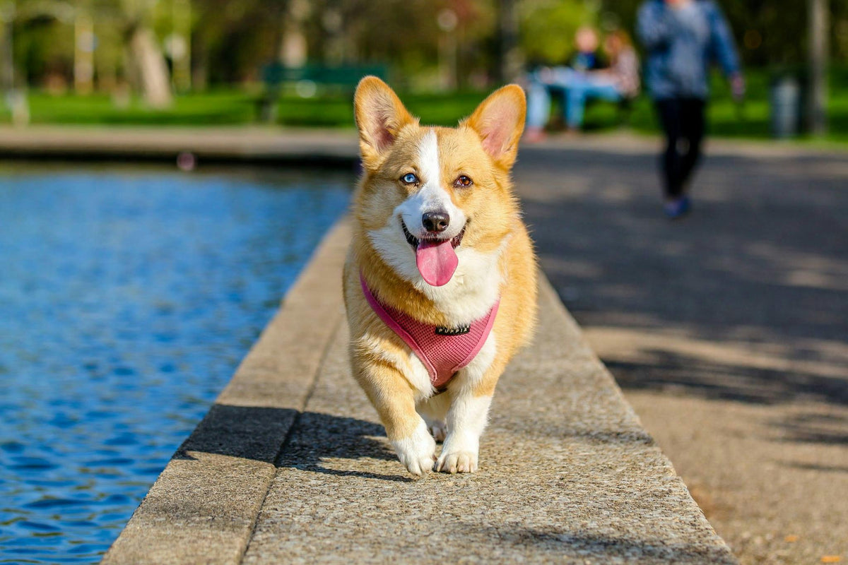 chien avec un harnais rose. Roux et blanc le chien se promène au bar de l'eau dans un parc. illustrant la catégorie “Harnais chien” d’une boutique en ligne d’accessoires pour animaux.