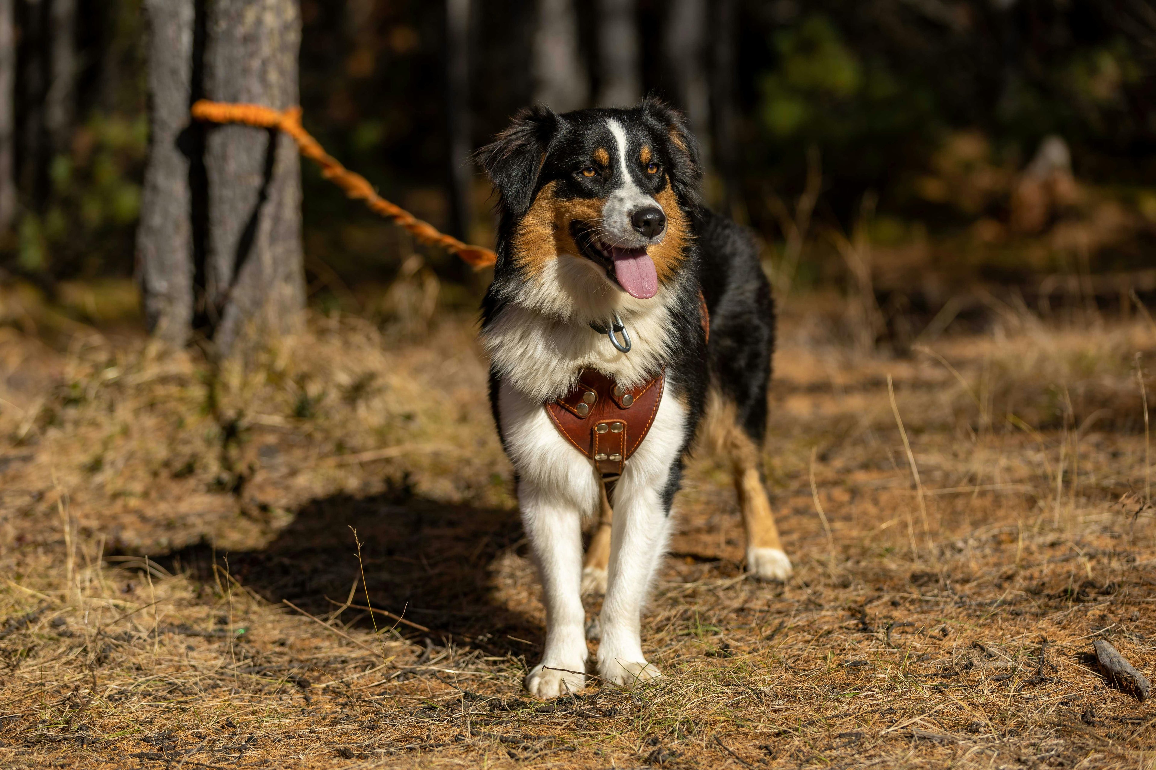 chien brun noir et blanc accroché à un arbre qui regarde en face de lui. Le gros chien porte une harnais rouge dans une forêt. La photo sert pour une page collection qui est harnais gros chien de boutiquechien Image
