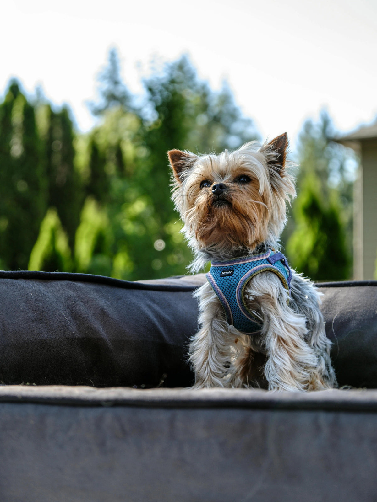 Harnais pour petit chien