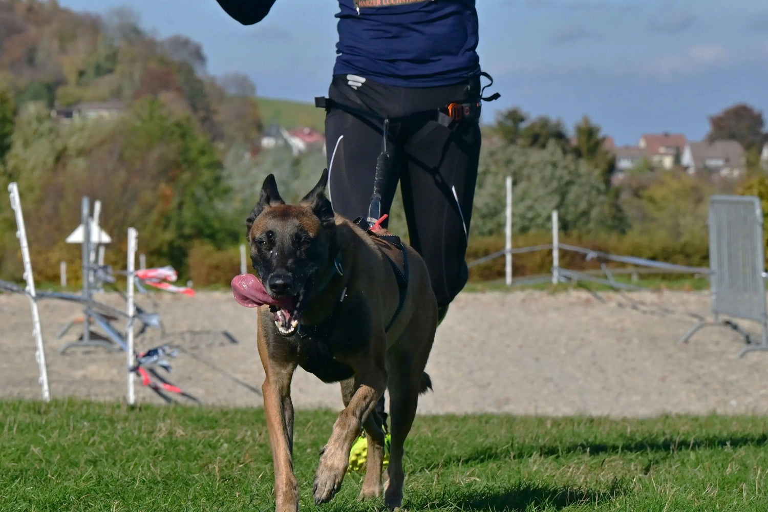 homme en bleu qui cours avec son berger allemand. Ils font du canicross dans un parc. L'image sert en tant qu'image de collection de produit pour un site de e-commerce pour la catégorie harnais canicross