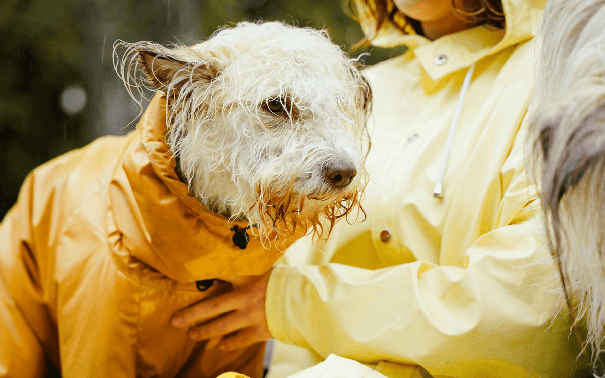 chien avec un imperméable jaune sous la pluie. L'image sert à la collection imperméable chien de la boutique en ligne boutiquechien