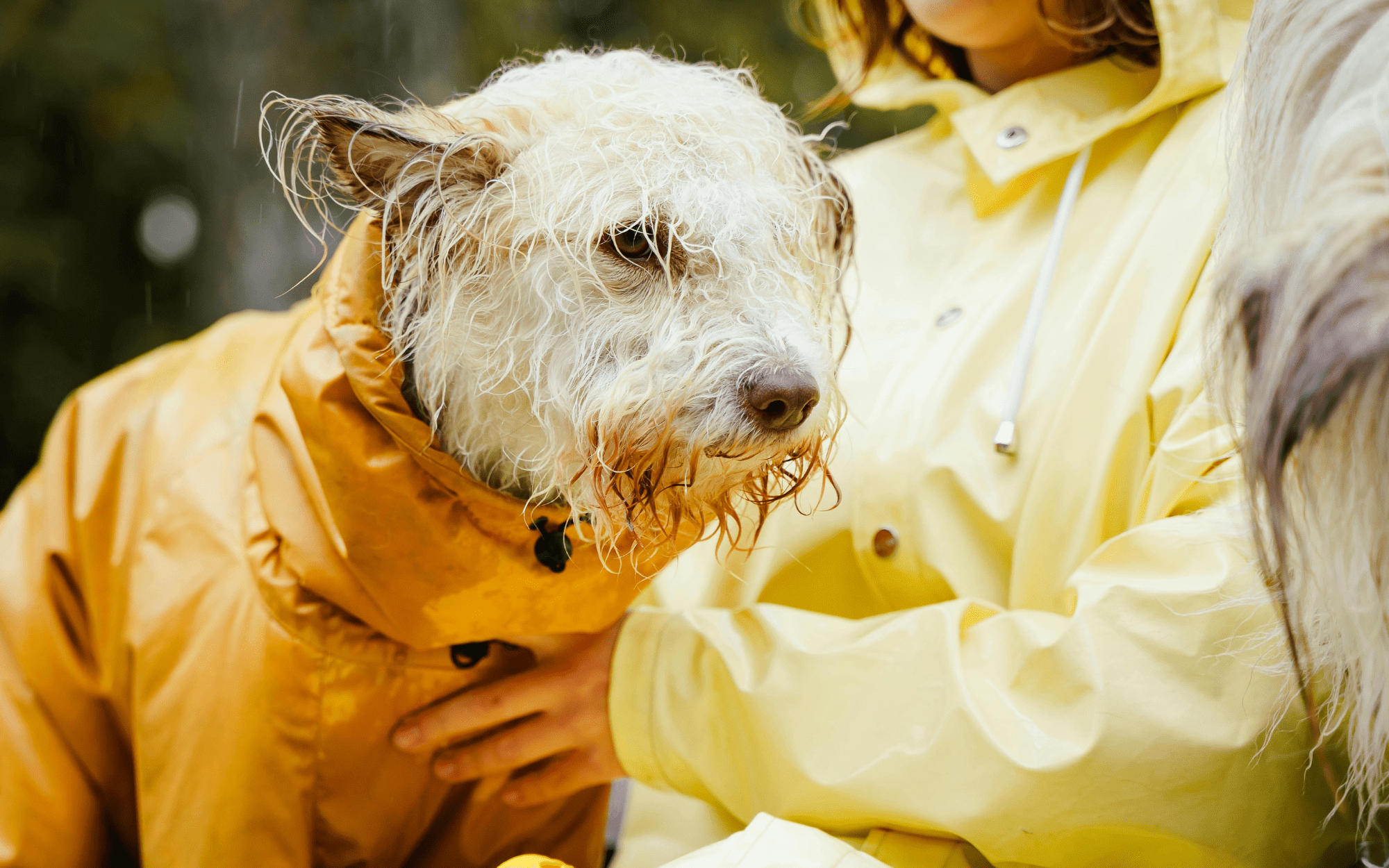 chien avec un imperméable jaune sous la pluie. L'image sert à la collection imperméable chien de la boutique en ligne boutiquechien Image