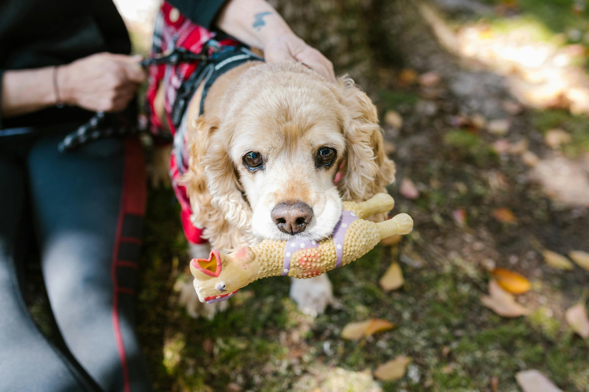 jouet pour chiot en forme de poulet pour chiot. Chiot blanc dans la forêt qui joue avec son poulet. photo pour collection jouets chiot pour boutiquechien