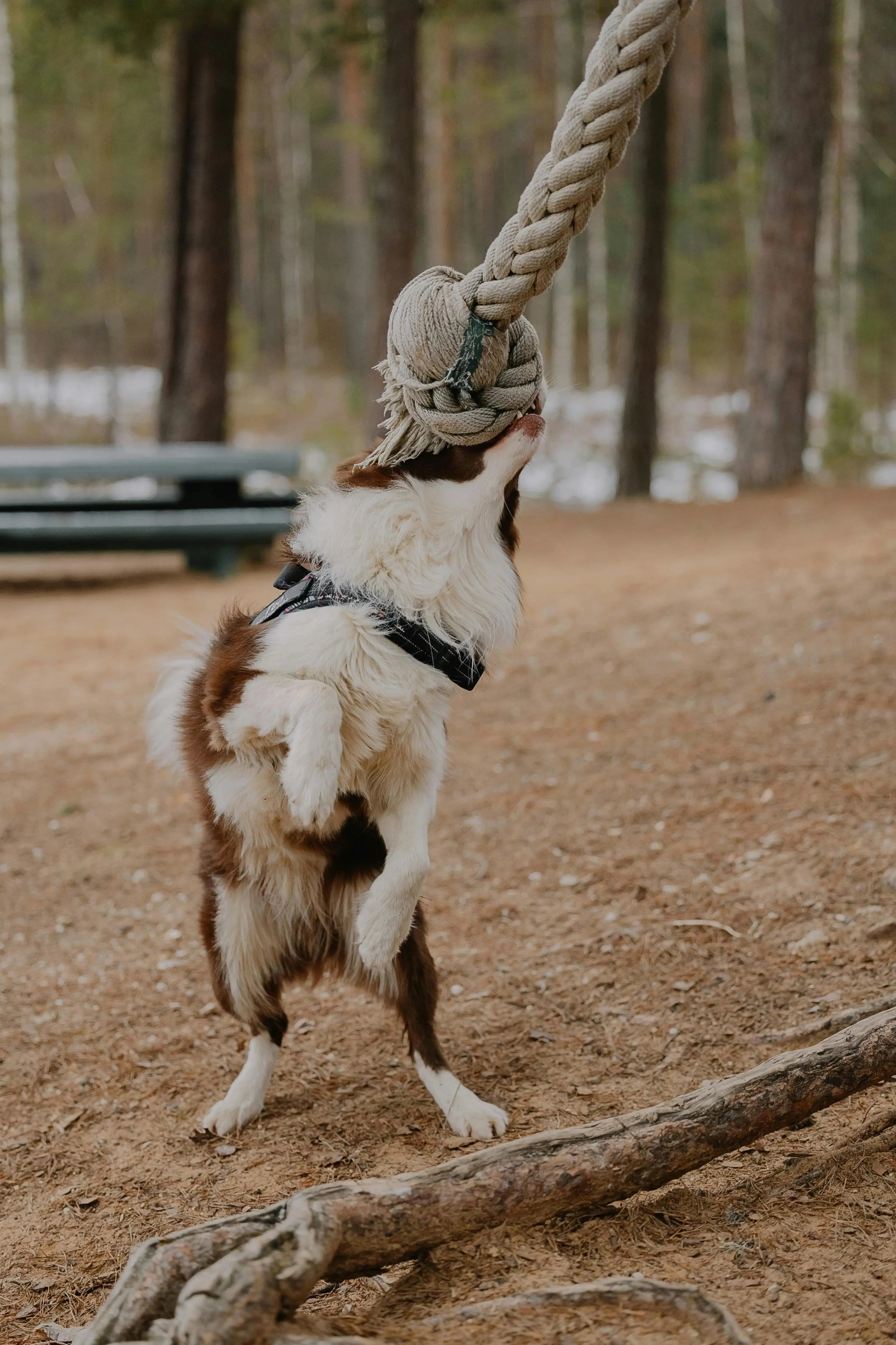 chien blanc et brun jouant avec une corde accroché à un arbre. Le chien joue avec une grande corde blanche résistante dans un parc. Image collection boutiquechien Image