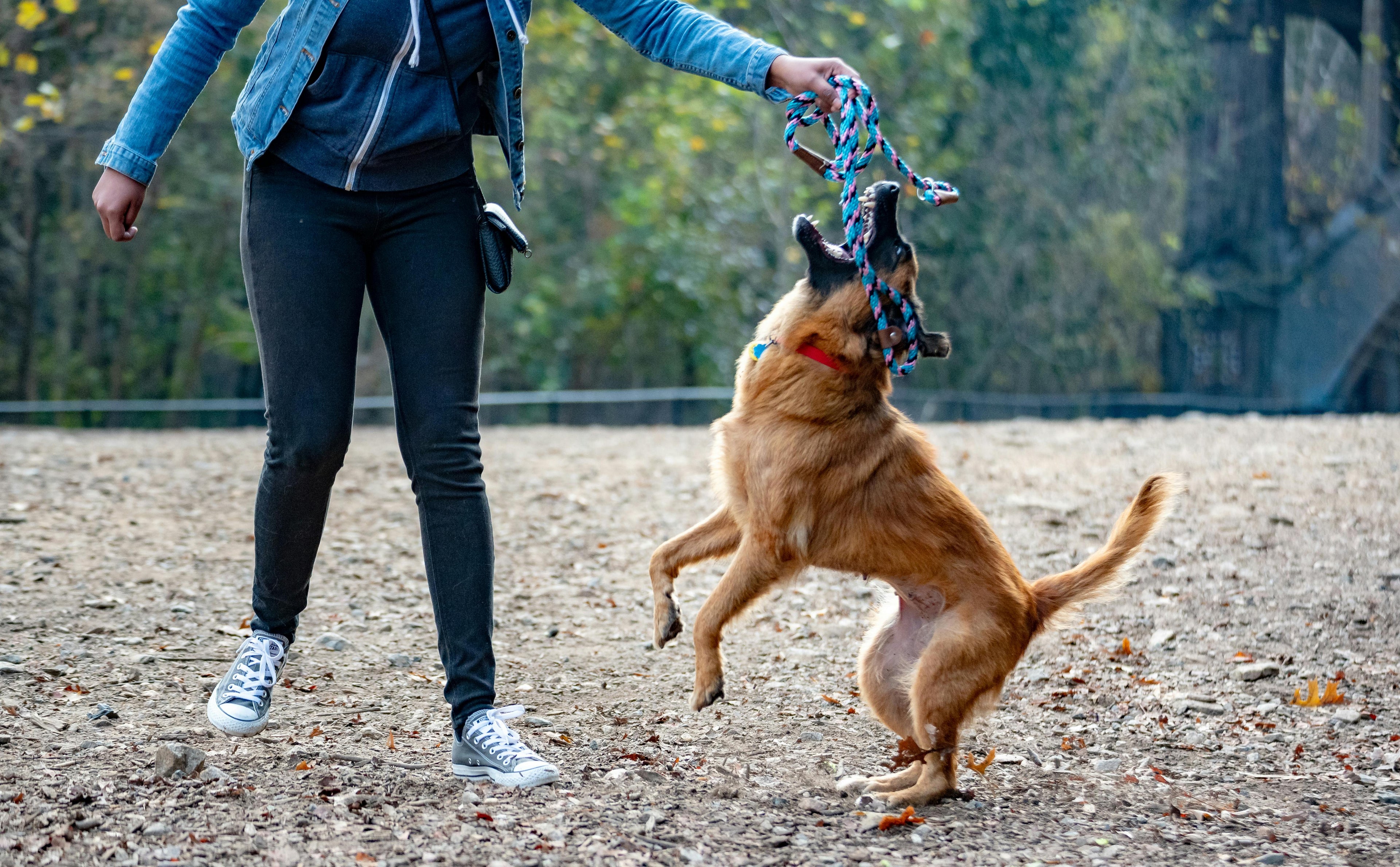 malinois jouant avec avec sa maîtresse dans un parc. Le chien joue avec un jouet pour gros chien indestructible. Image pour collection jouet pour gros chien indestructible de boutiquechien Image
