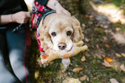 jouet pour chiot en forme de poulet pour chiot. Chiot blanc dans la forêt qui joue avec son poulet. photo pour collection jouets chiot pour boutiquechien