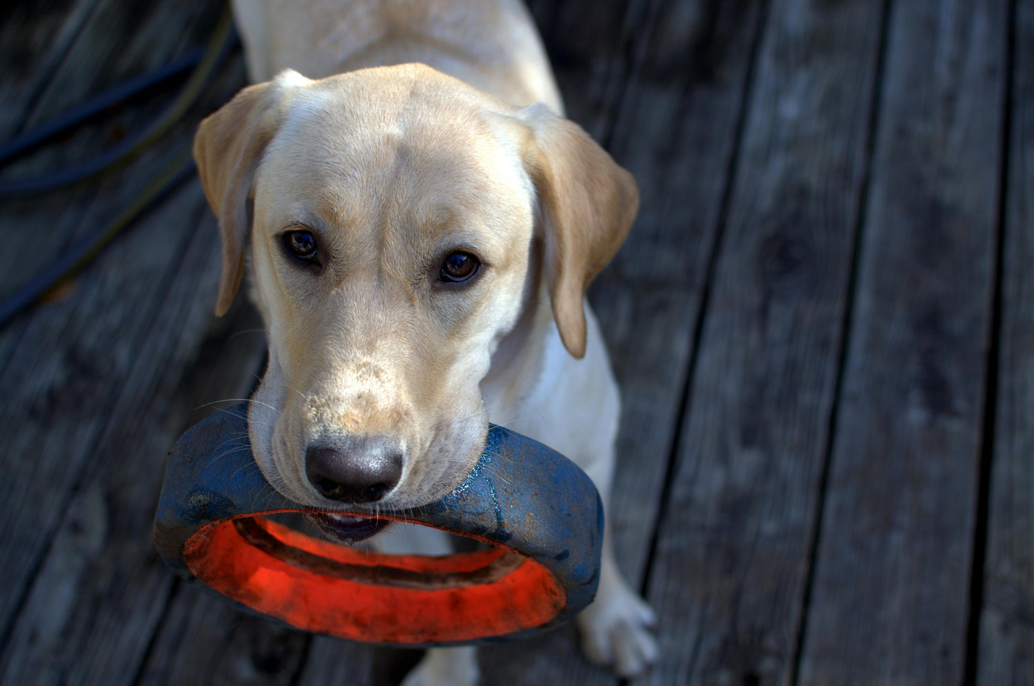 Labrador Retriever blanc jouant avec un anneau caoutchouc sur des lattes en bois