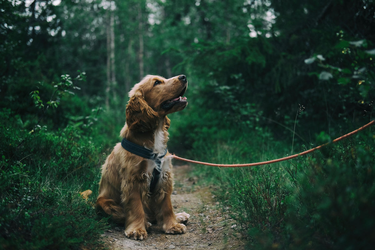 cocker en laisse dans les bois sur un petit chemin de terre entouré d'arbre. Le cockers anglais est roux et assis dans le bois tenu par une laisse pour chien orange. L'image sert pour la collection laisse pour chien de la boutique en ligne boutiquechein