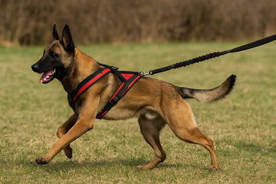 malinois brun et noir faisant du canicross dans l'herbe verte. Il est attaché par un harnais rouge à bande noir et une laisse noir pour canicross. image collection canicross laisse de boutiquechien