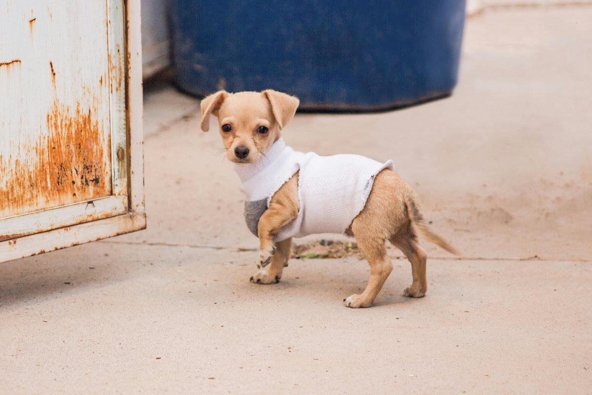 chihuahua avec un manteau blanc qui est dans une rue d'une ville. Il est debout est regarde la caméra. l'image sert pour l'image de la collection manteau chihuahua pour boutiquechien