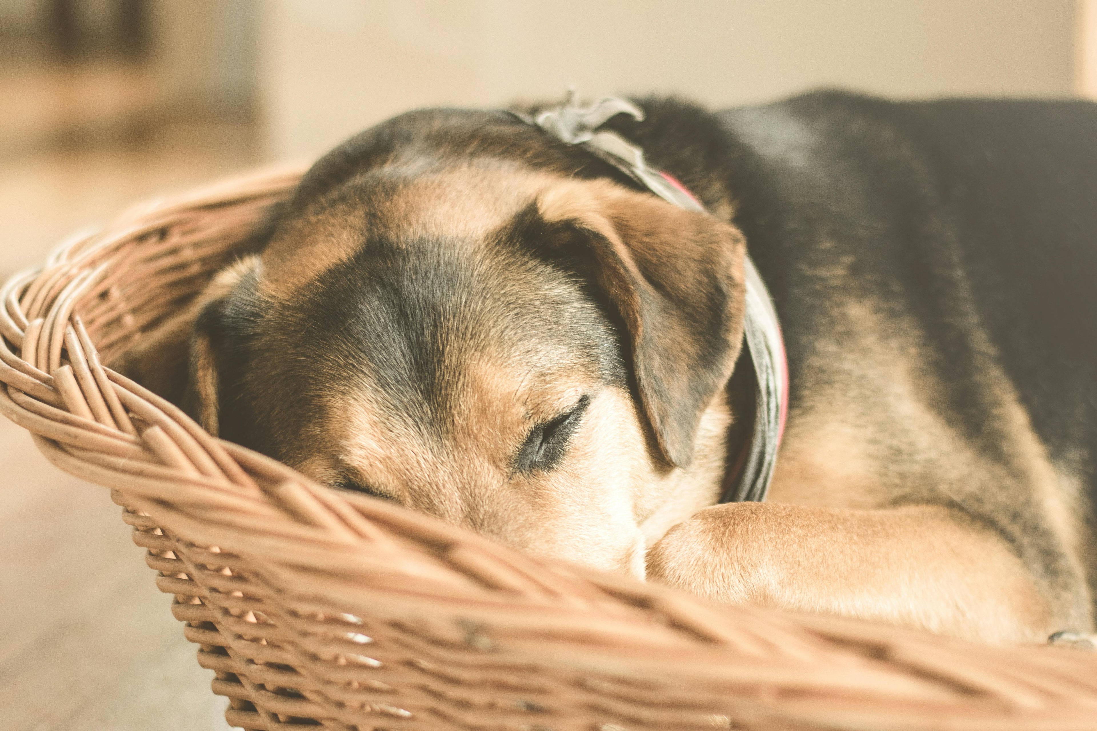 chien dormant dans son panier en osier de couleur bois. le chien est endormis dans son salon avec en fond un parquet couleur clair. image collection panier en osier pour chien de boutiquechien Image