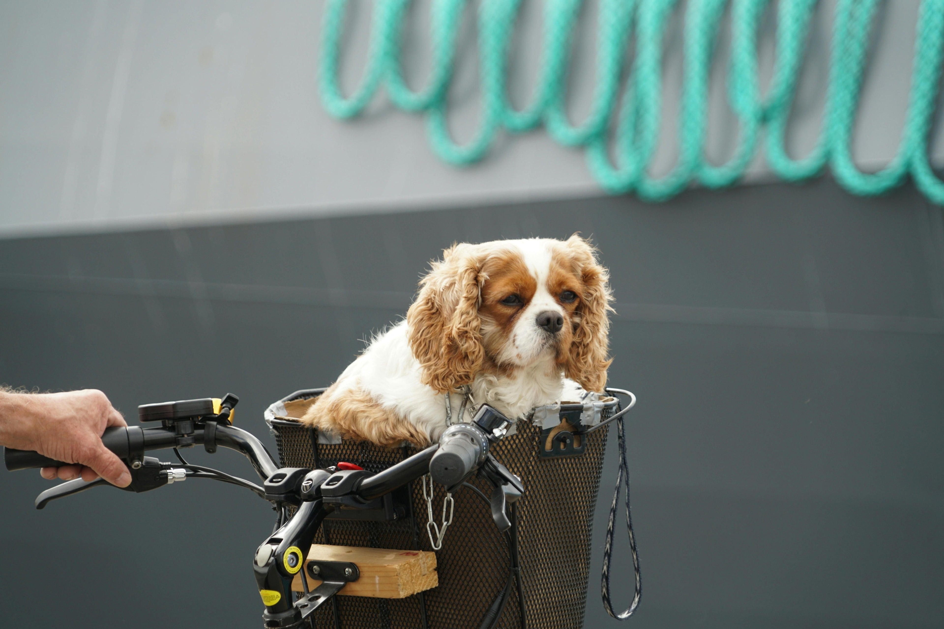 petit chien dans un panier à vélo noir pour chien. image pour collection panier vélo pour chien de boutiquechien Image