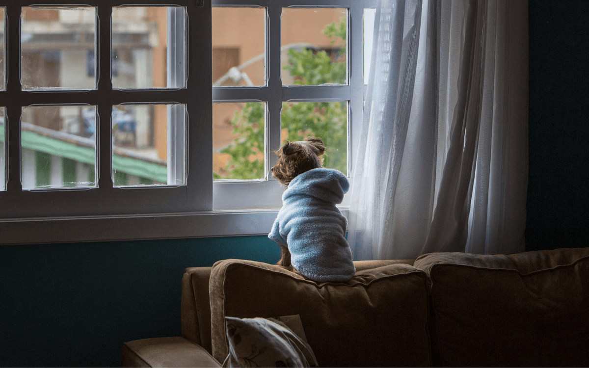 chien assis sur un canapé en regardant par la fenêtre habillé d'un peignoir bleu. Le chine porte un peignoir bleu pour chien de taille petit 