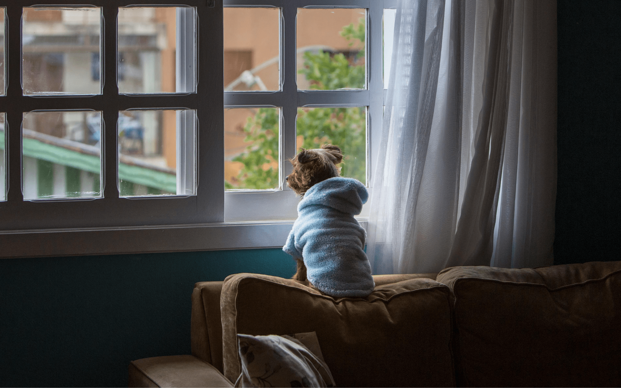 chien assis sur un canapé en regardant par la fenêtre habillé d'un peignoir bleu. Le chine porte un peignoir bleu pour chien de taille petit  Image