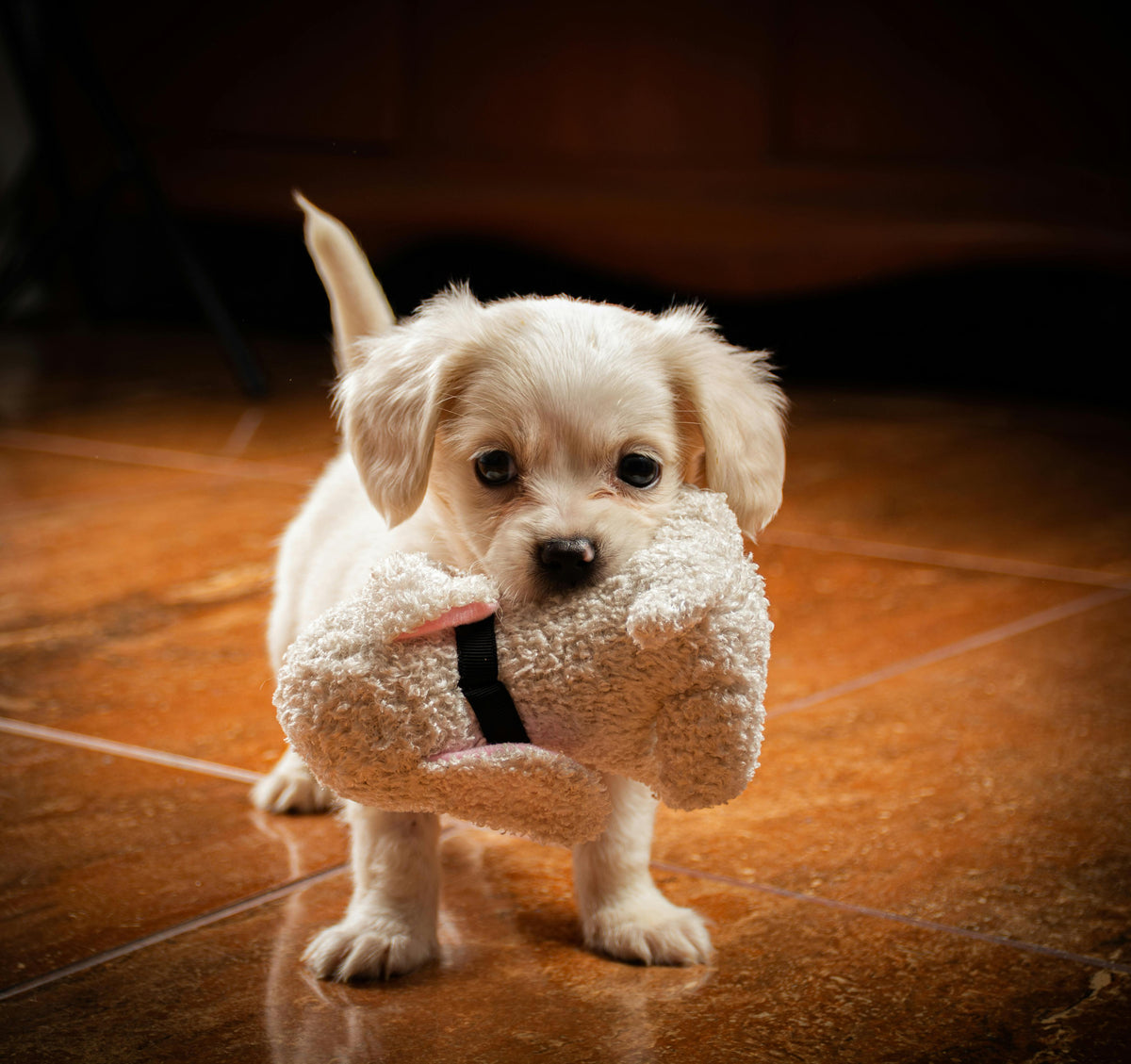 Chien blanc jouant avec sa peluche pour chien blanche debout sur un parquet
