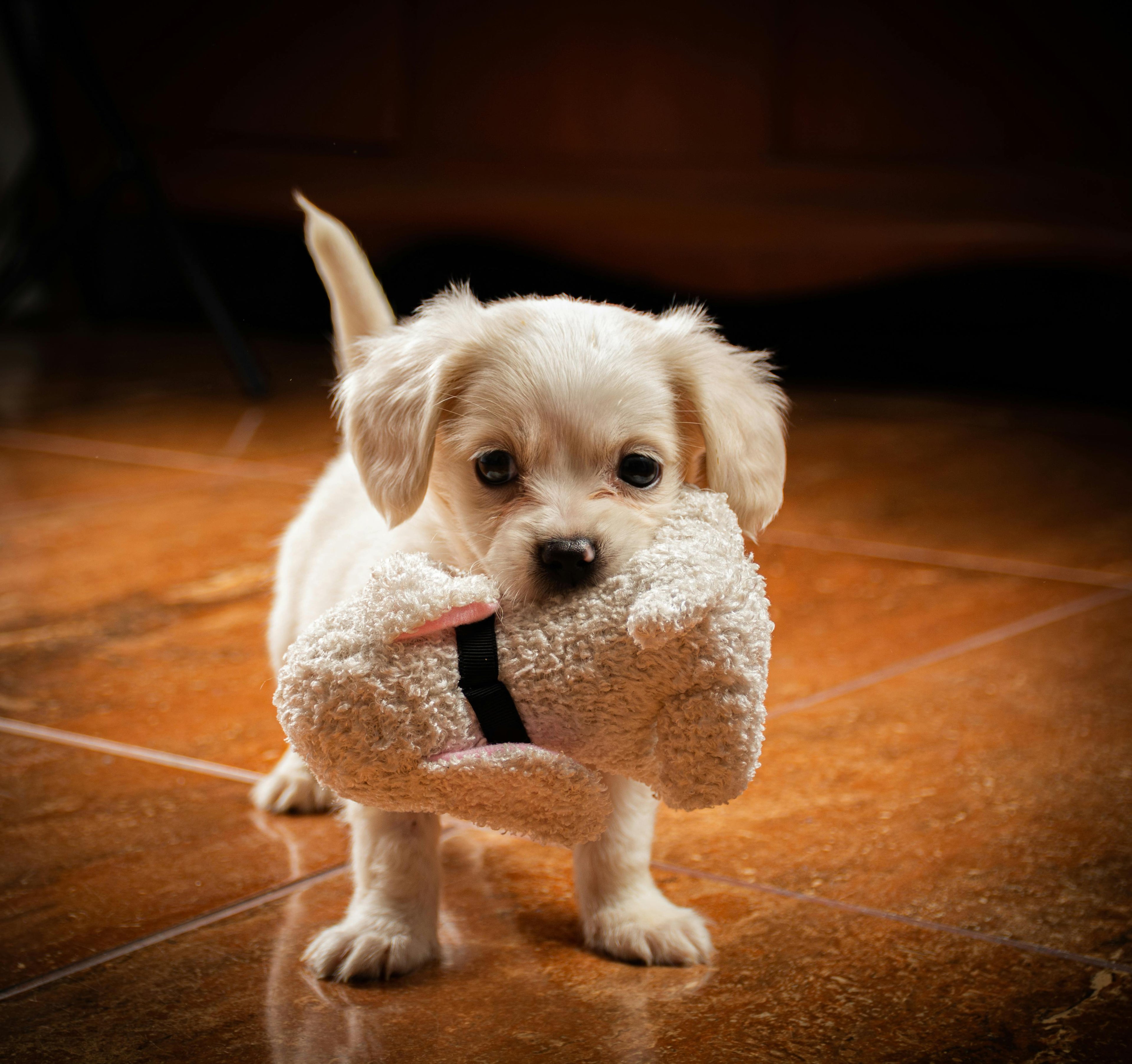 Chien blanc jouant avec sa peluche pour chien blanche debout sur un parquet Image