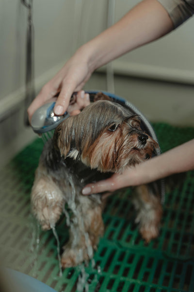un petit chien se faisant lavé au jet d'eau. il fait son toilettage