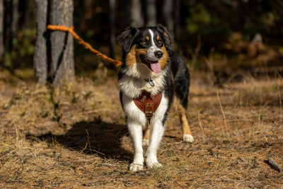 chien brun noir et blanc accroché à un arbre qui regarde en face de lui. Le gros chien porte une harnais rouge dans une forêt. La photo sert pour une page collection qui est harnais gros chien de boutiquechien