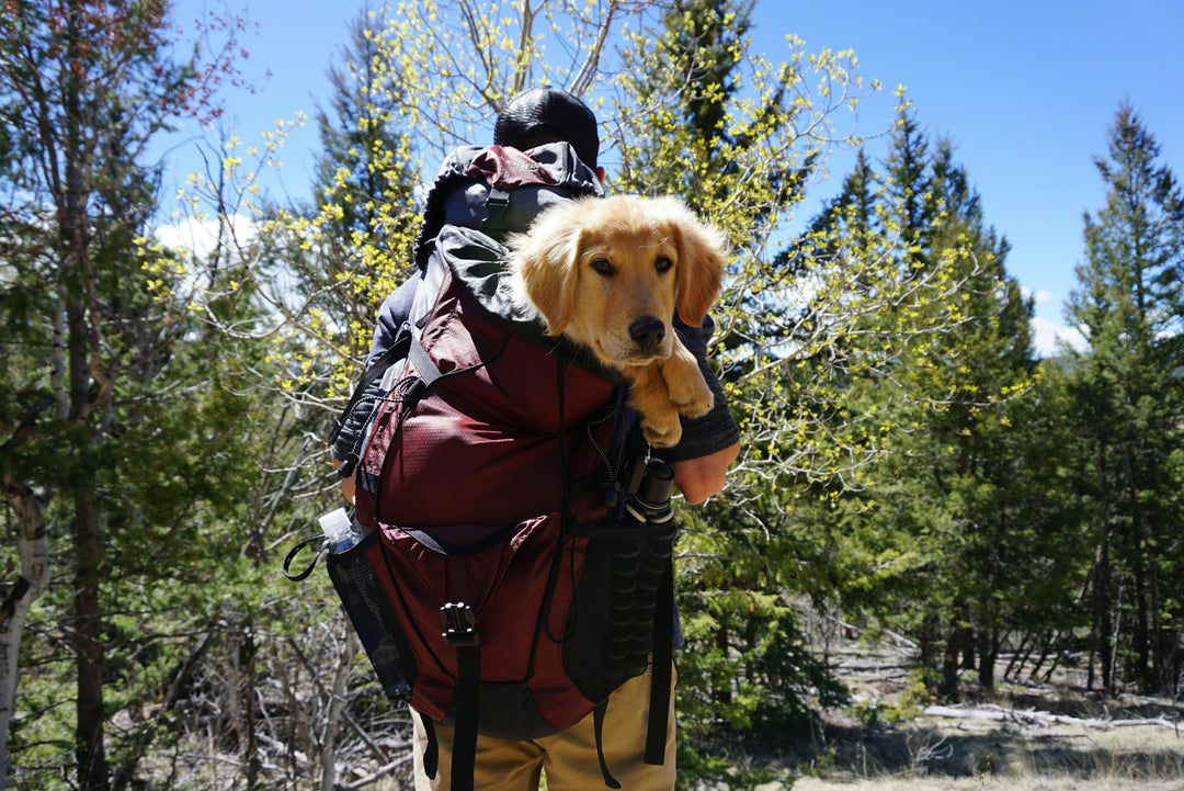 personne qui marche dans les bois avec son chien dans son à dos. Le chien est un golden retriever blanc qui est dans un sac rouge pour chien. L'image sert à la collection sac a dos chien de la boutique en ligne boutiquechien