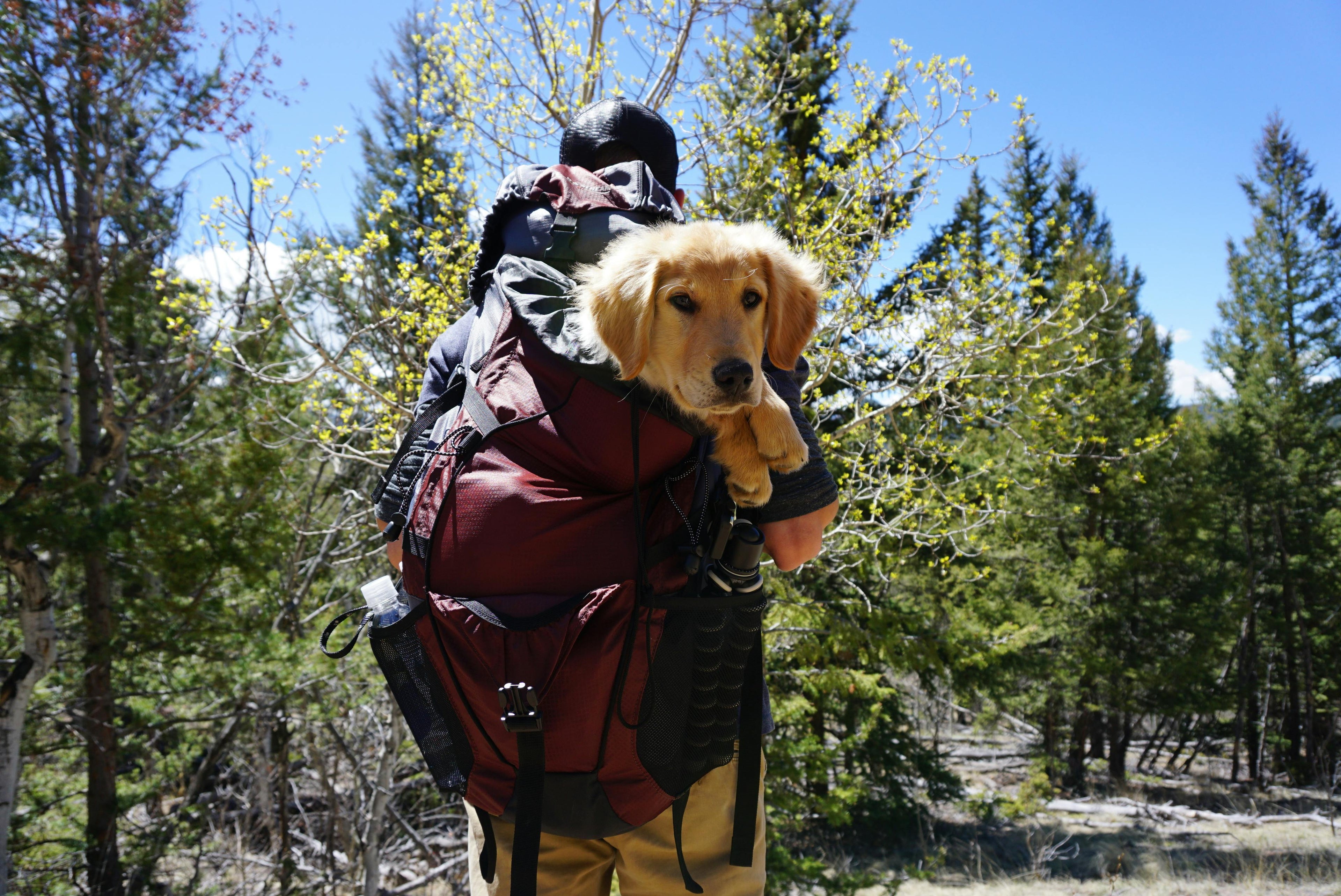 personne qui marche dans les bois avec son chien dans son à dos. Le chien est un golden retriever blanc qui est dans un sac rouge pour chien. L'image sert à la collection sac a dos chien de la boutique en ligne boutiquechien Image
