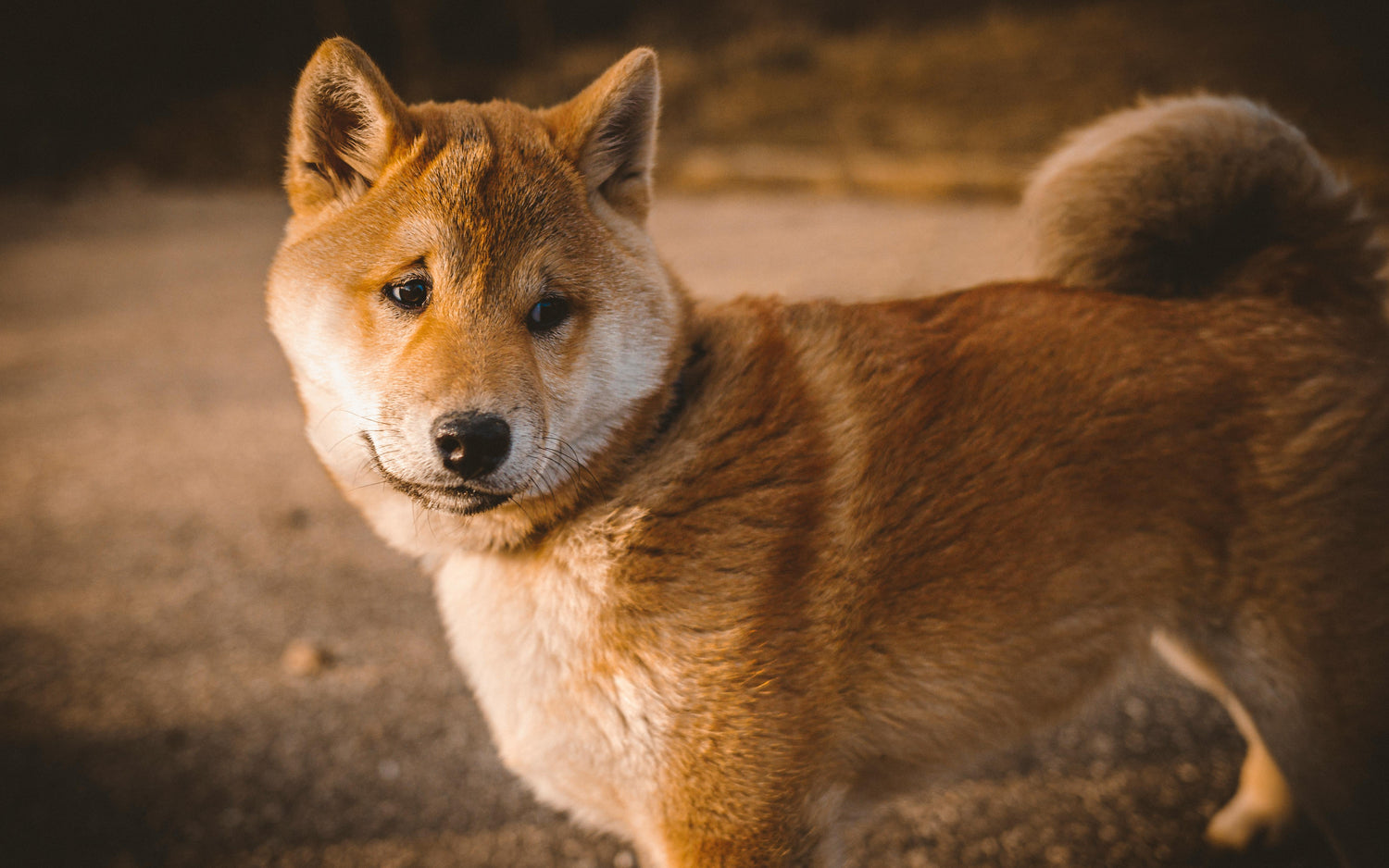 shiba inu claire sur un chemin en gravier 