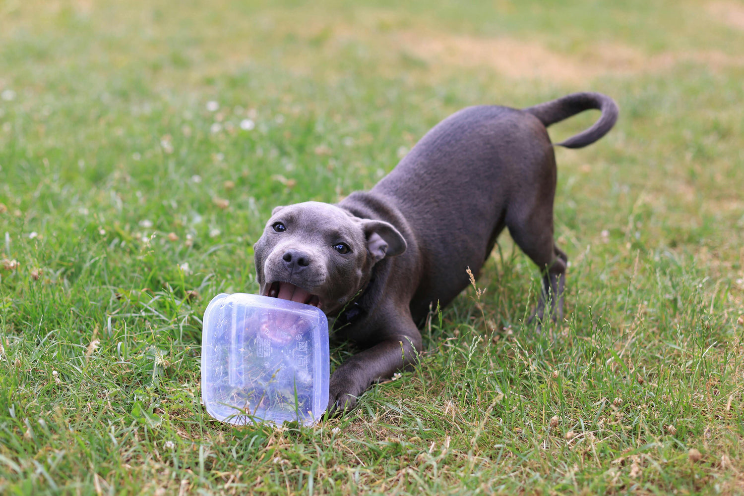 Staffie gris jouant avec une gamelle en plastique dans l'herbe verte