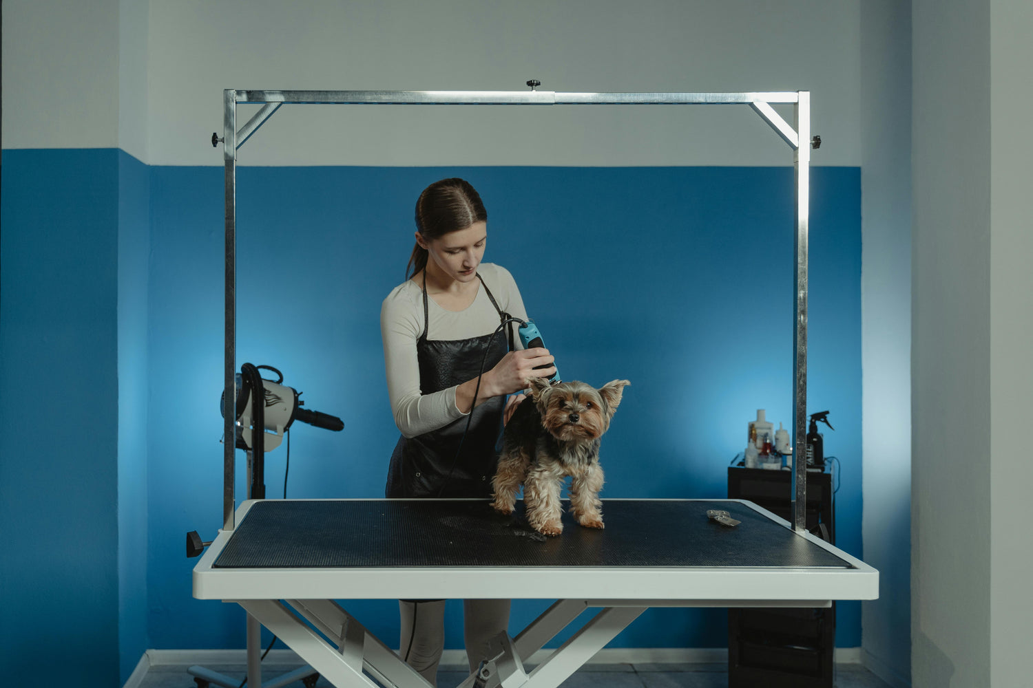 table de toilettage pour chien surélevé avec une femme qui tond le petit chien sur la table dans un salon de toilettage. Image collection table de toilettage chien pour boutiquechien