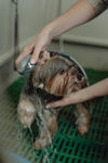 un petit chien se faisant lavé au jet d'eau. il fait son toilettage